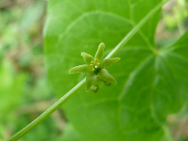 Petites fleurs vert jaunâtre de 6-7 mm de diamètre au pétiole court, fréquemment présentes le long d'une tige dressée d'une vingtaine de centimètres de long. Agrandir dans une nouvelle fenêtre (ou onglet)